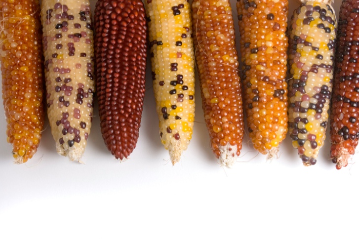 różne odmiany kukurydzy