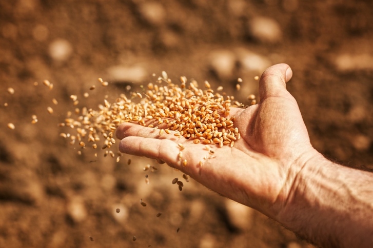 nasion zbóż ozimych na męskiej dłoni